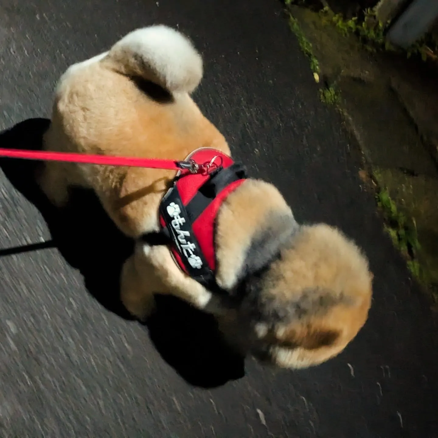 昨日の写真、首の周りが少し黒ずんでるの気になってましたが…