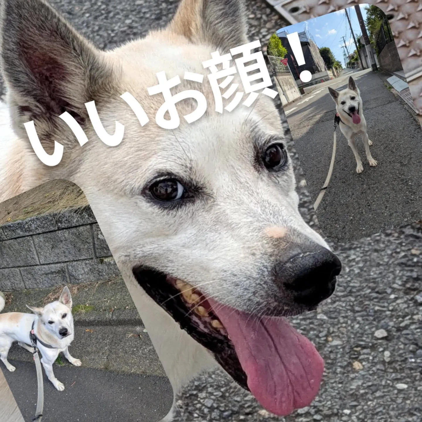 本日のお散歩。