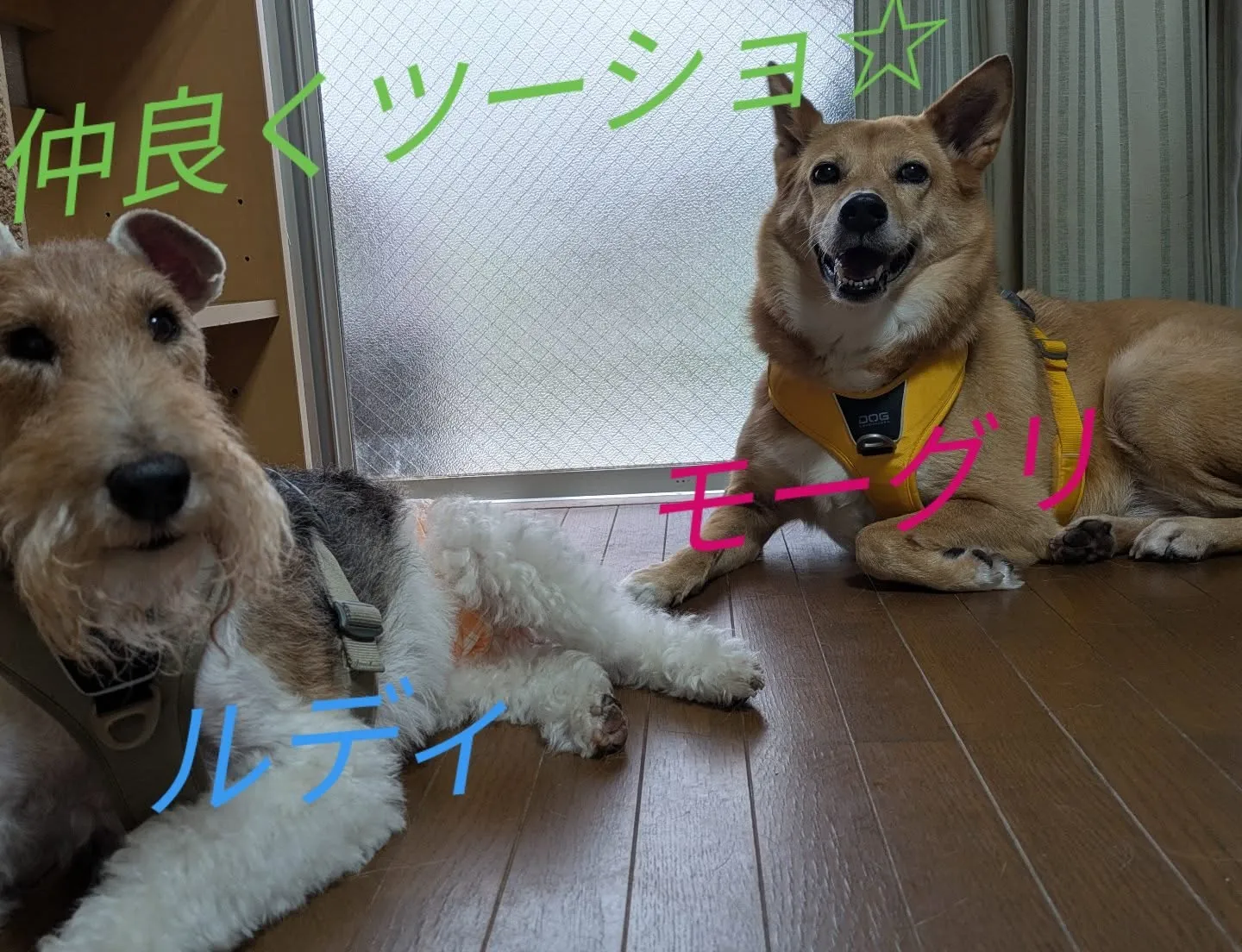 ルディくんとモーグリちゃん、兄妹で仲良くツーショ写真をいただ...