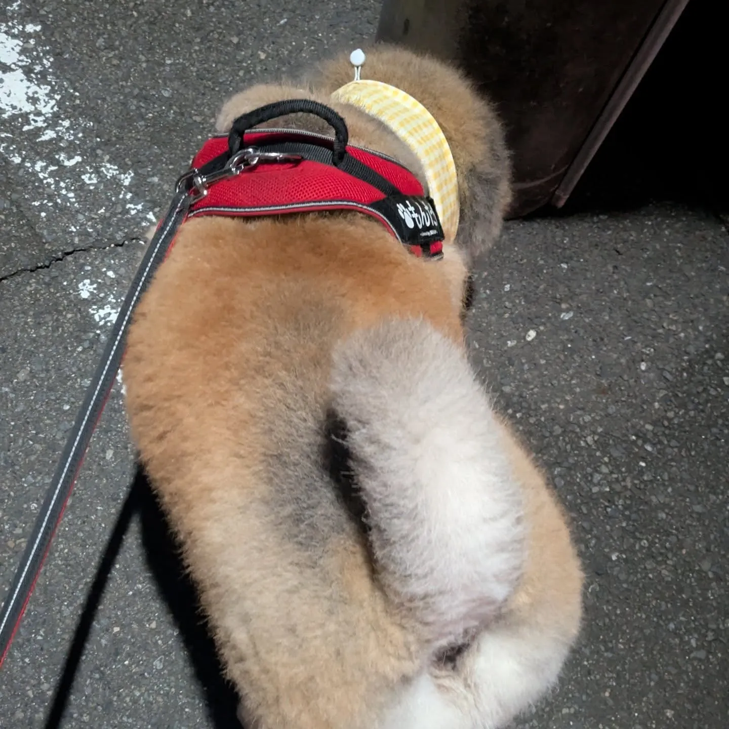 おはようございます！