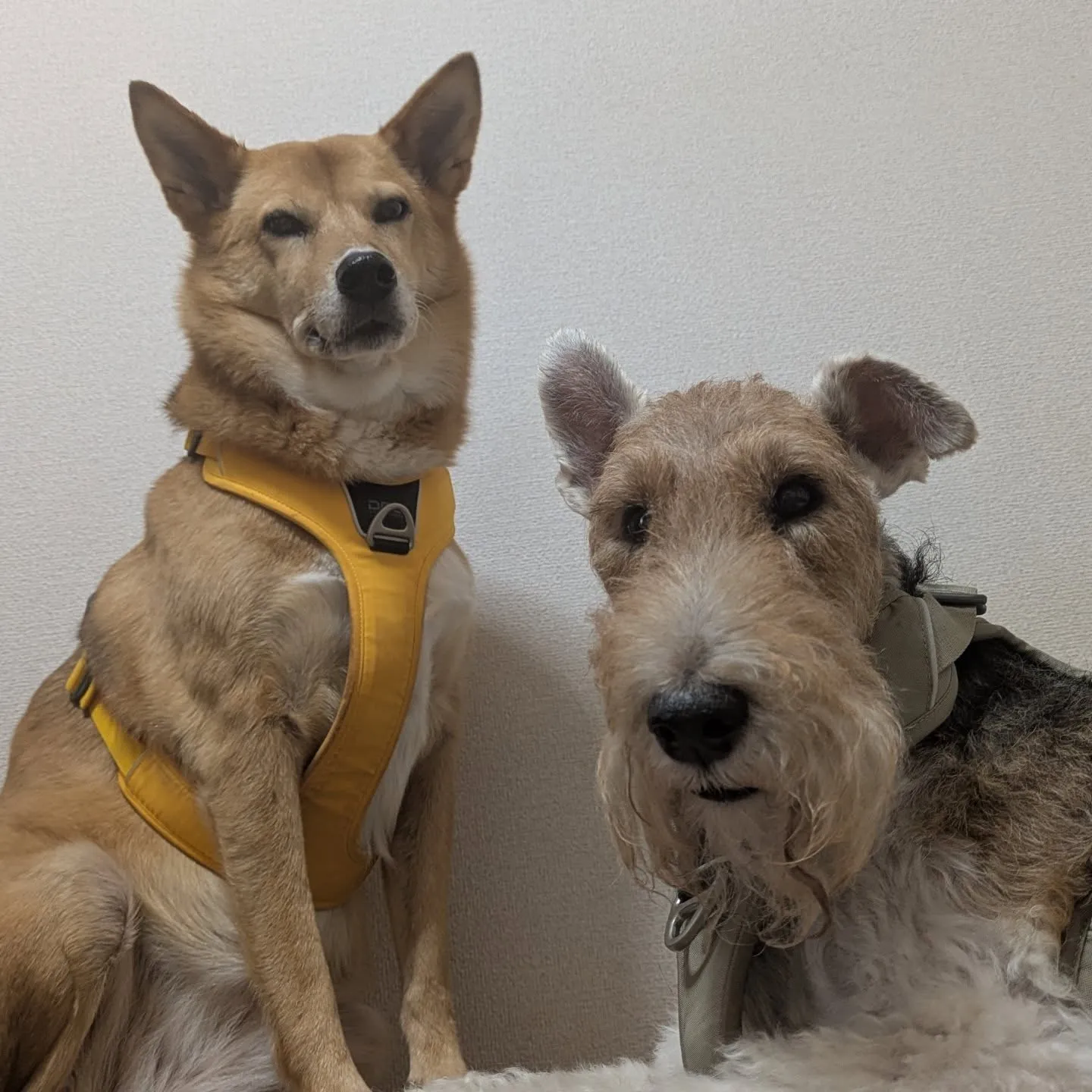 なんか正義のヒーローみのあるモーグリちゃんとルディくんです。