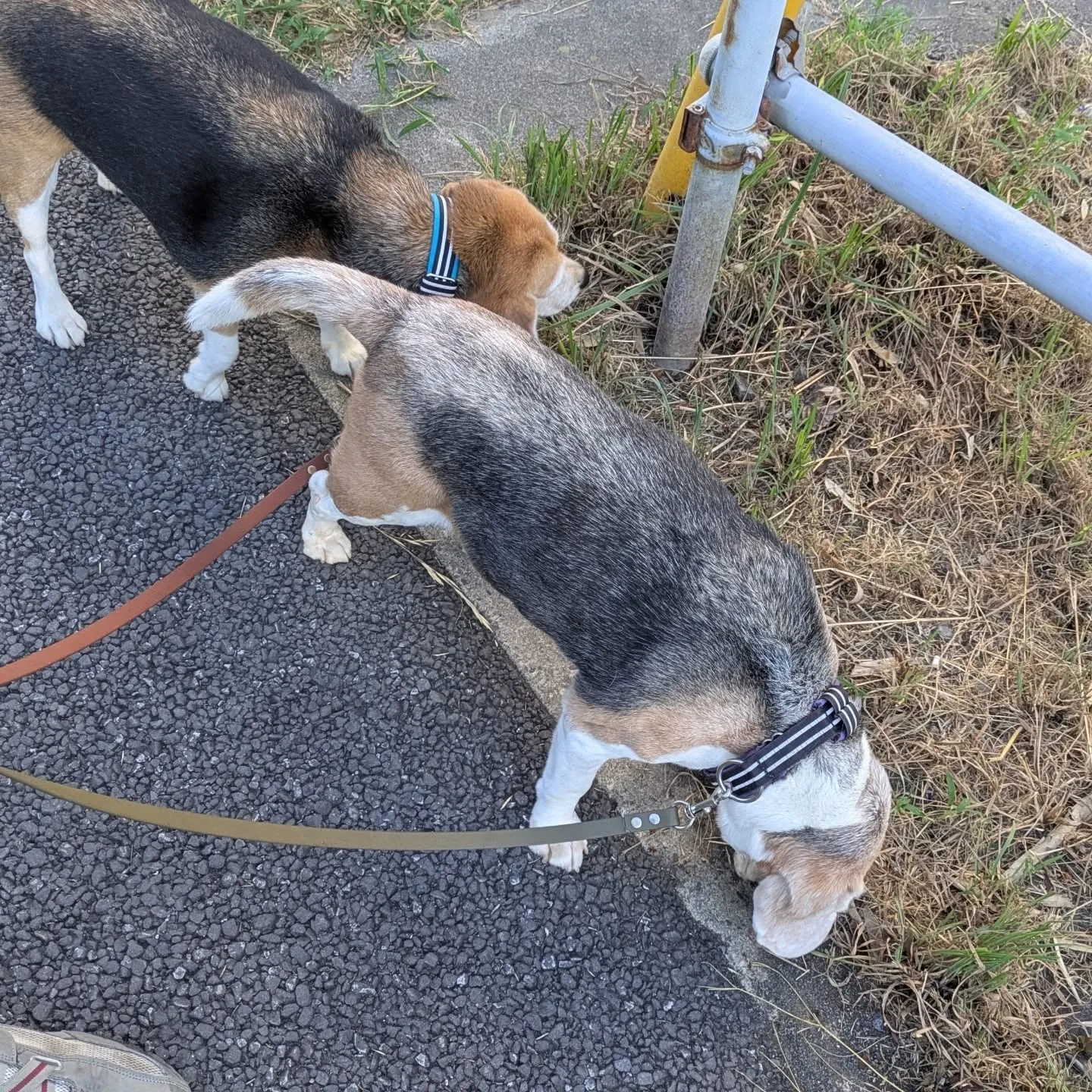 今日のお世わんこ。