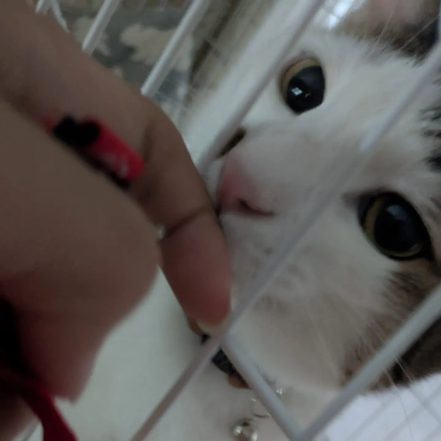 今日のお世話にゃんず…