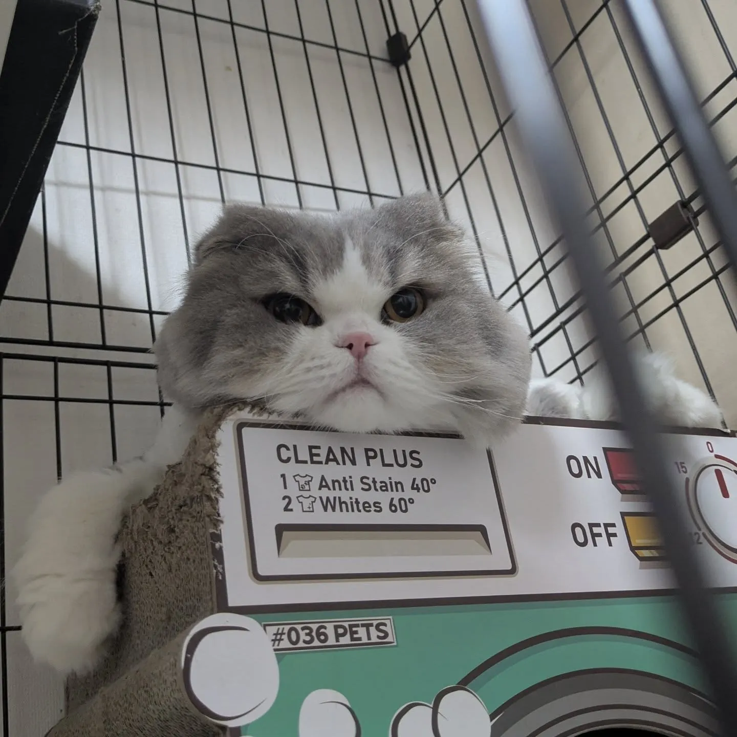 今日のお世話にゃんず…