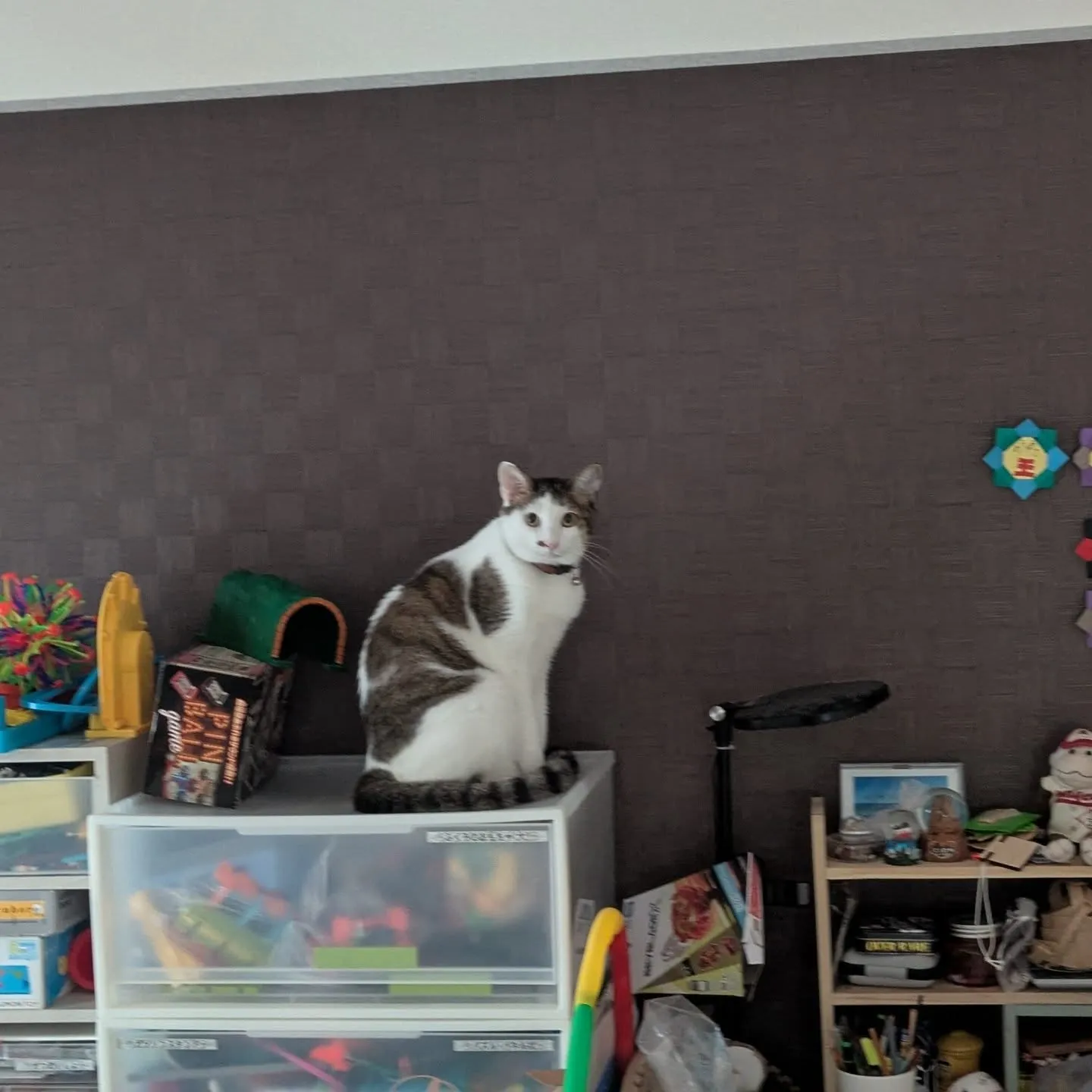 今日のお世話…(一部)