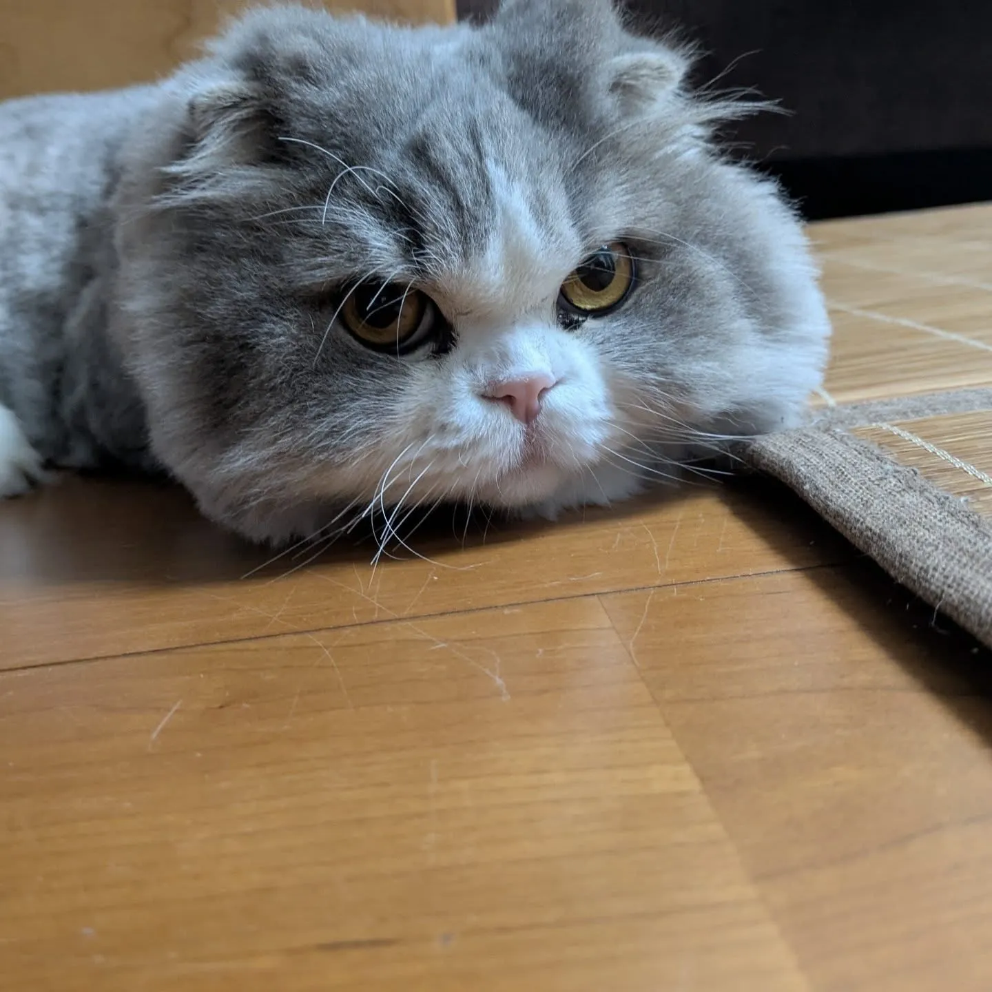 昨日今日とえげつない距離を移動しているという…