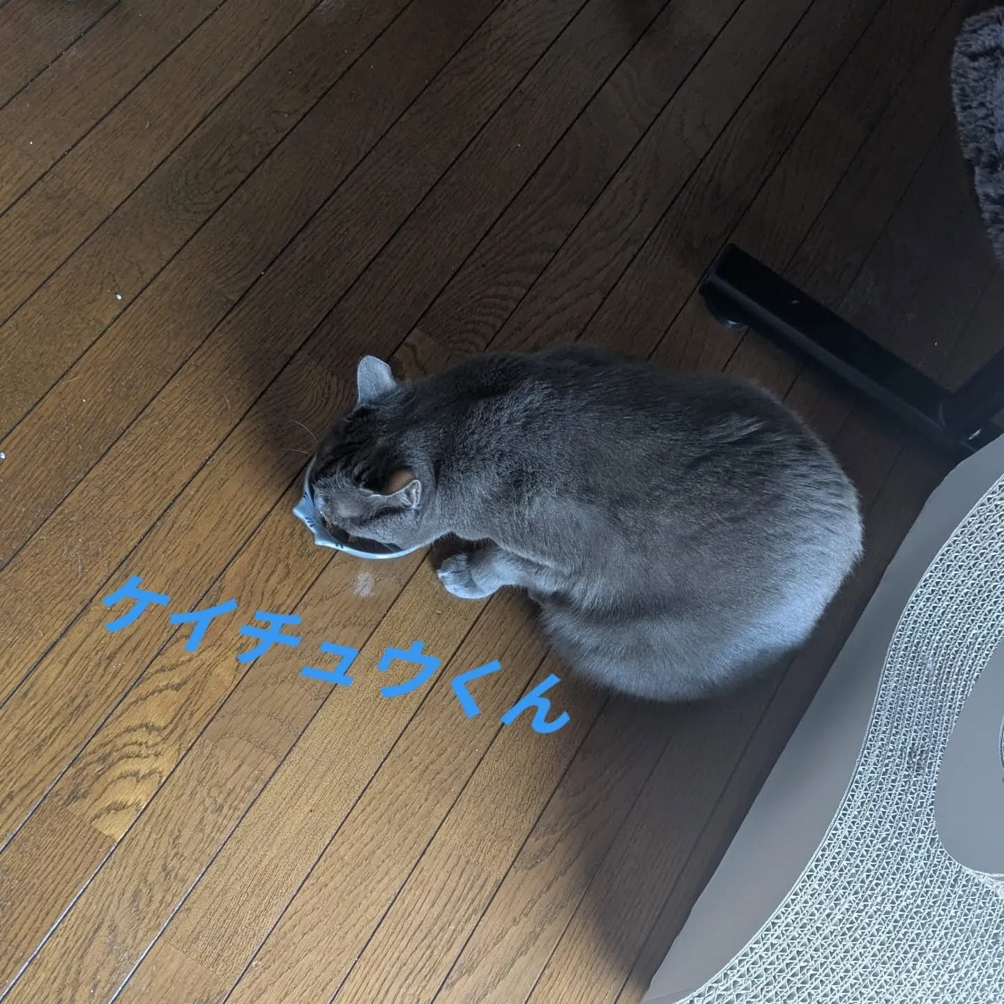 本日のお世話です！