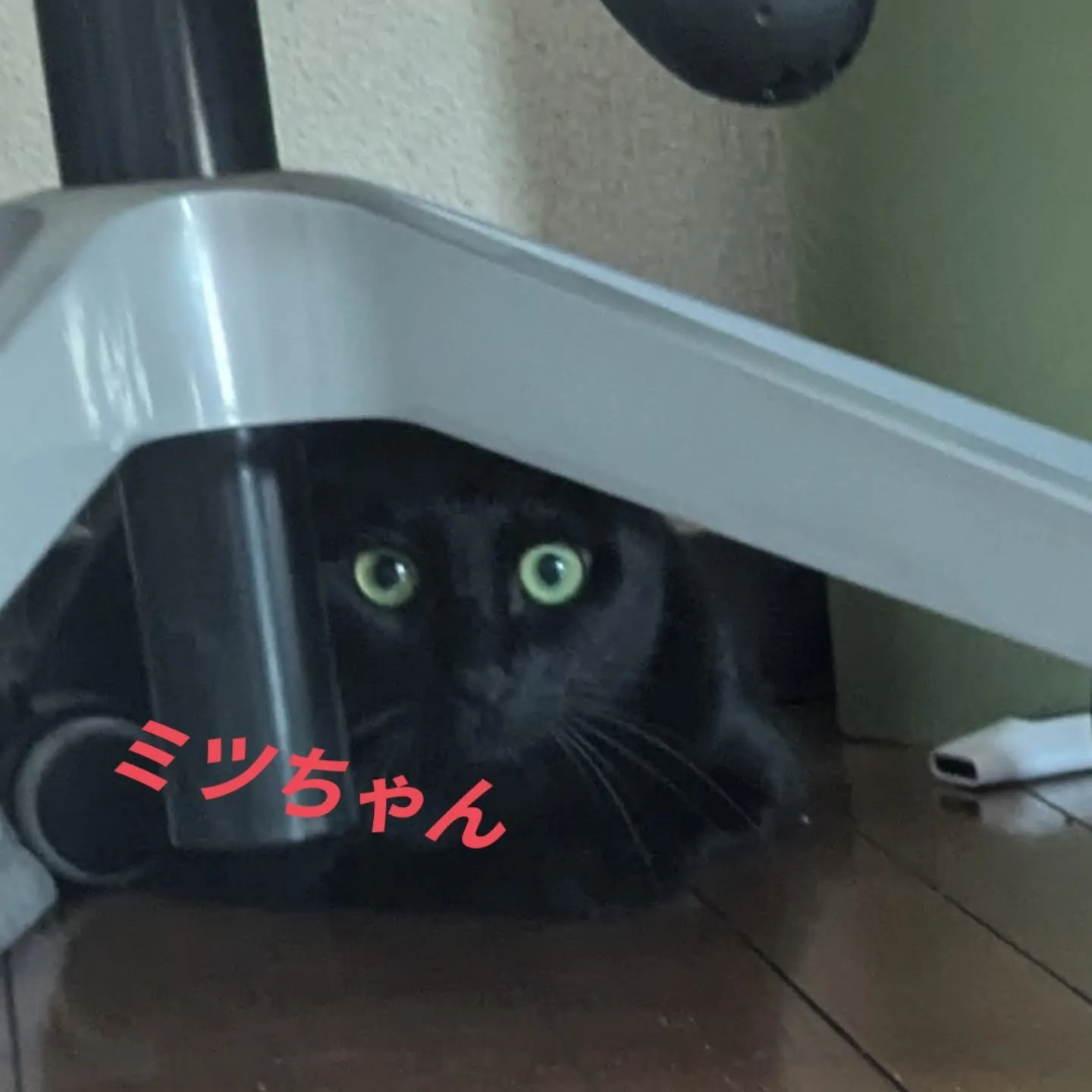 本日のお世話です！