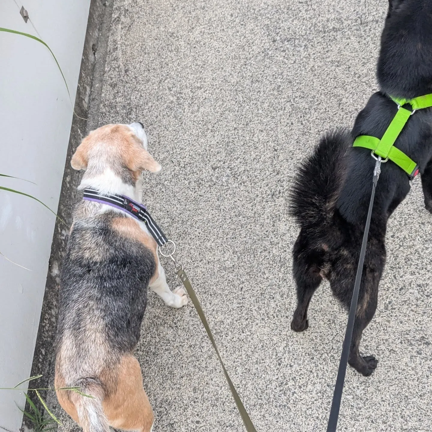 こんばんはー。