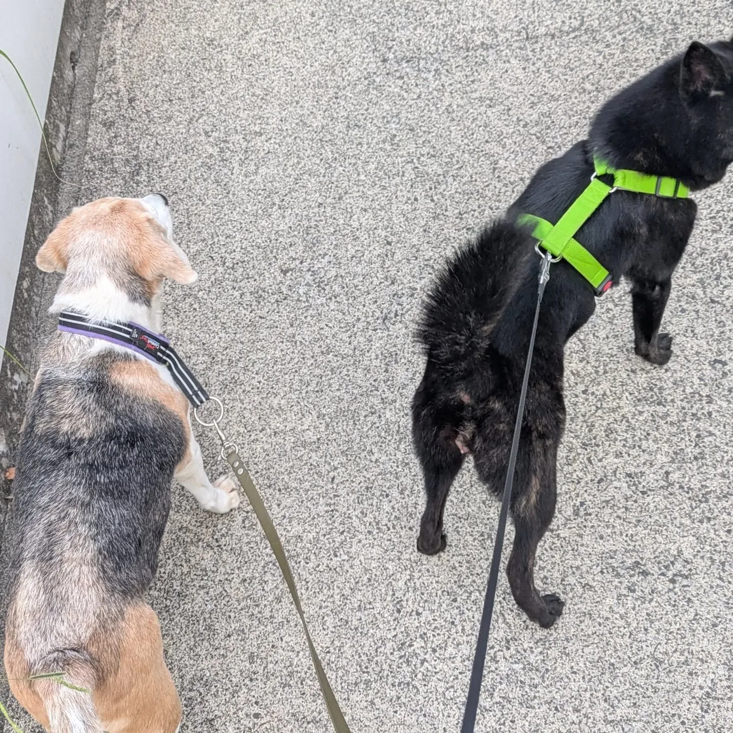 こんばんはー。