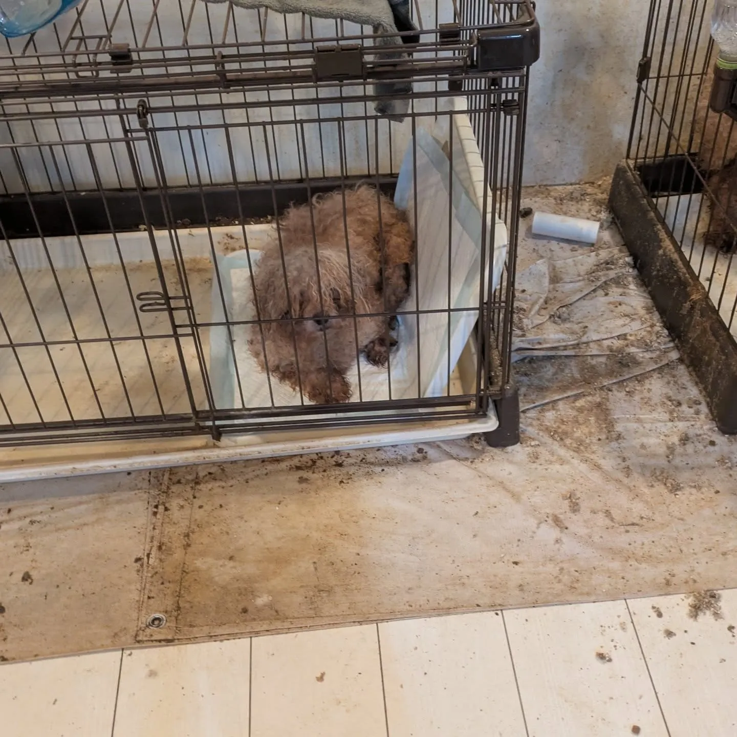 こんばんはー。