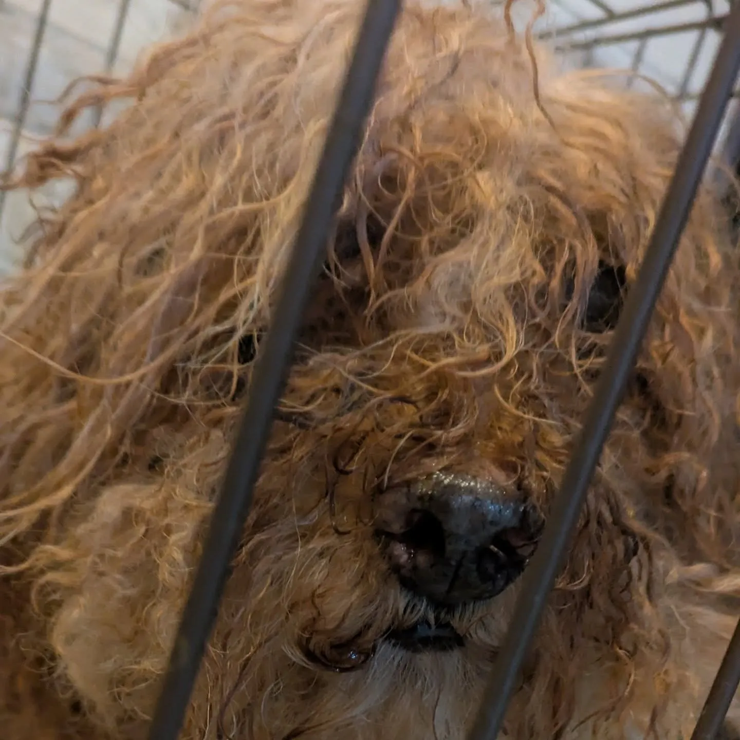 こんばんはー。