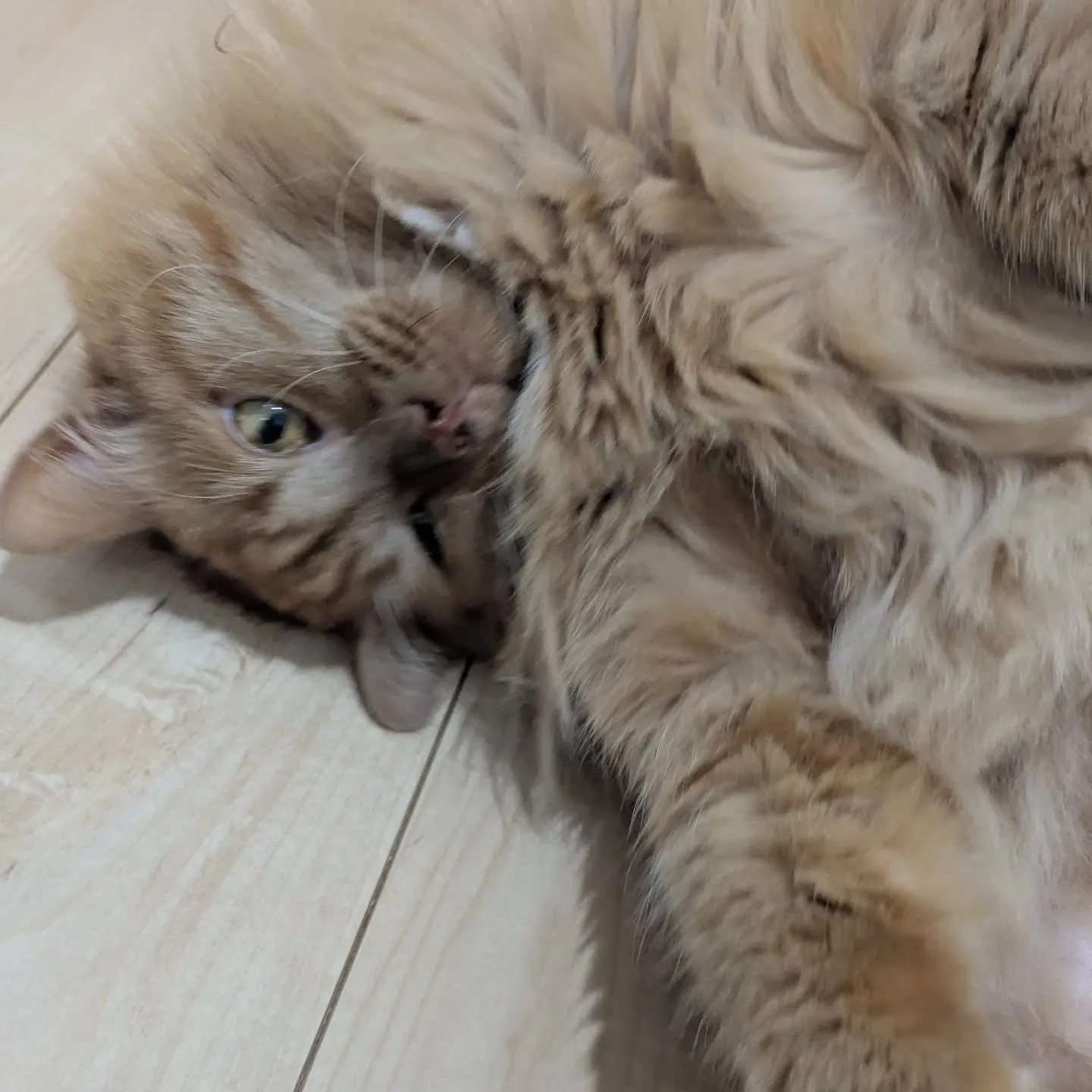 今日のお世話です！