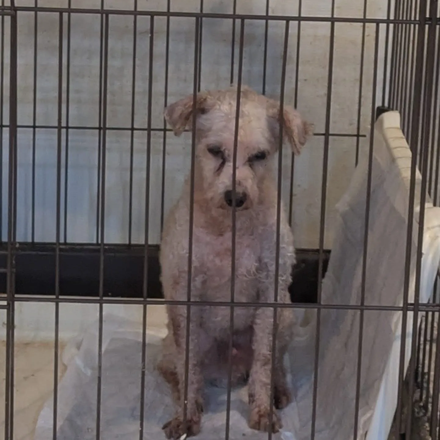 こんばんはー。