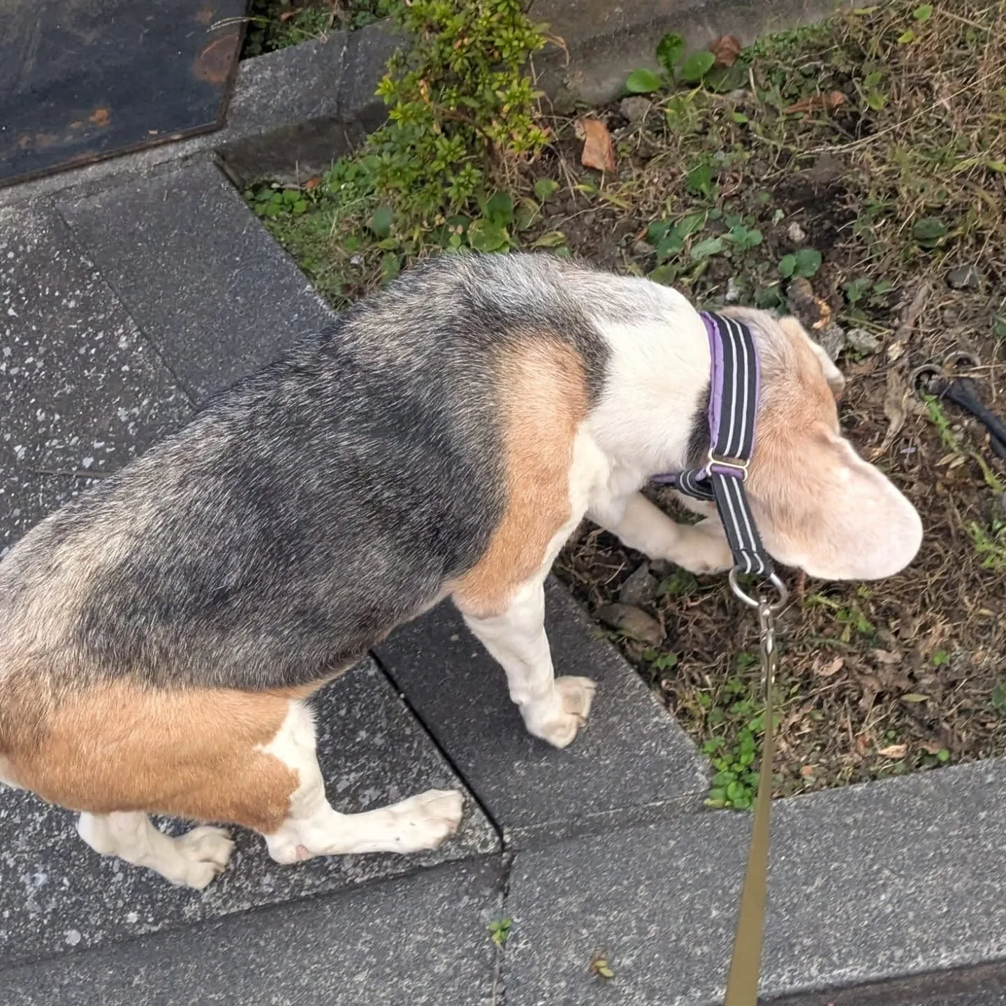 こんばんはー。