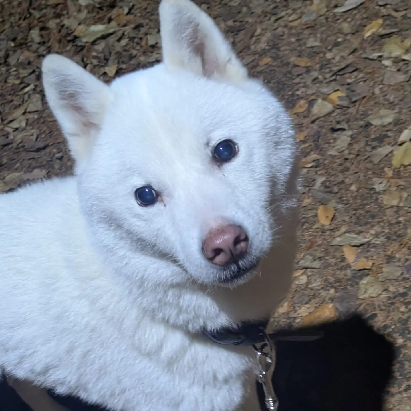 こんばんはー。