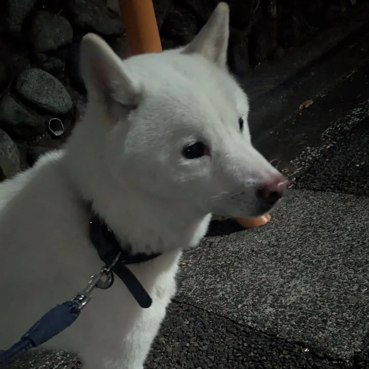 こんばんはー。