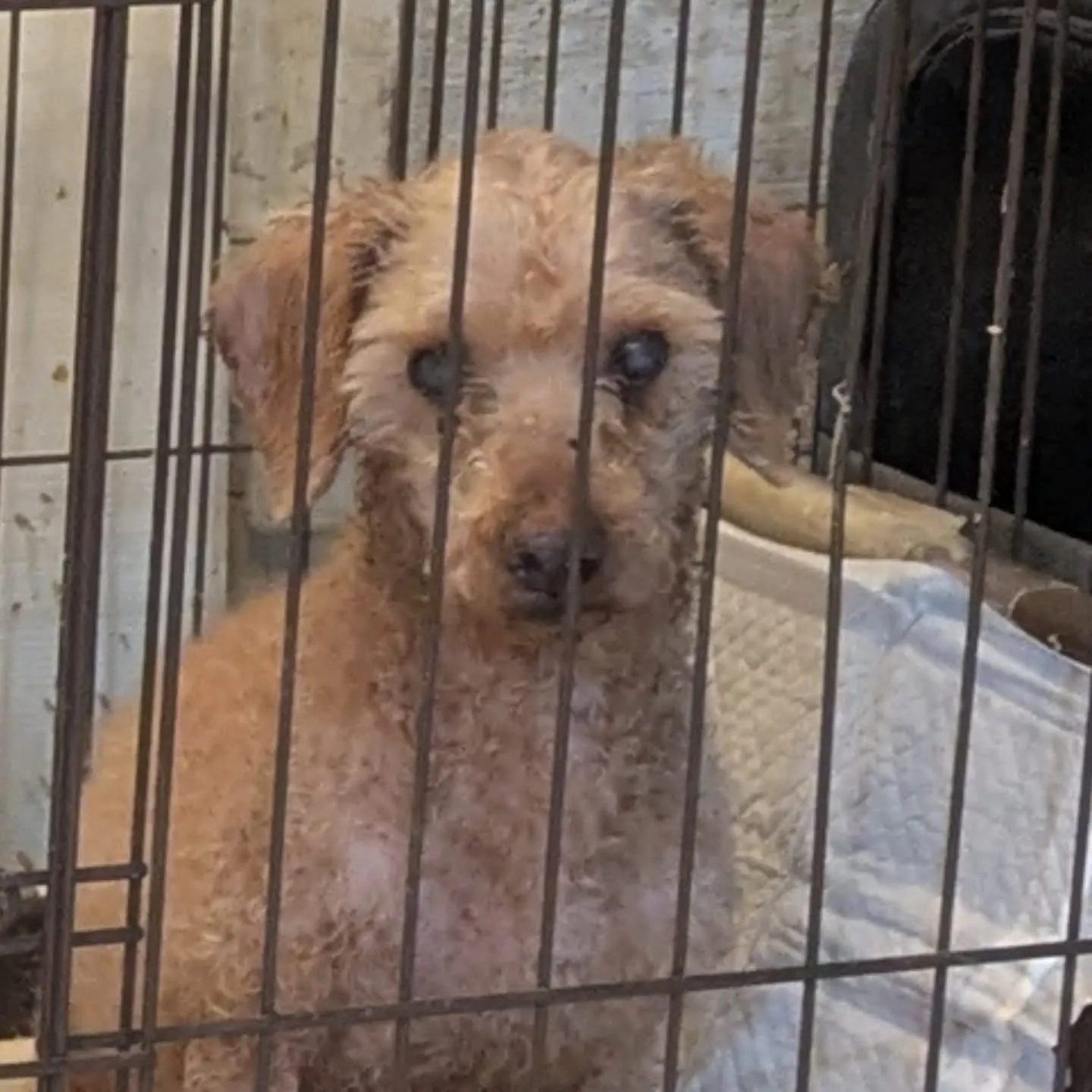 こんばんはー。