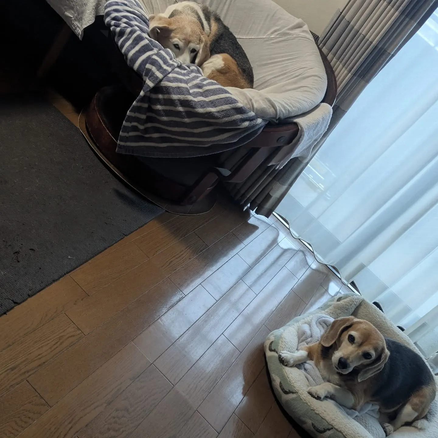 こんばんはー。