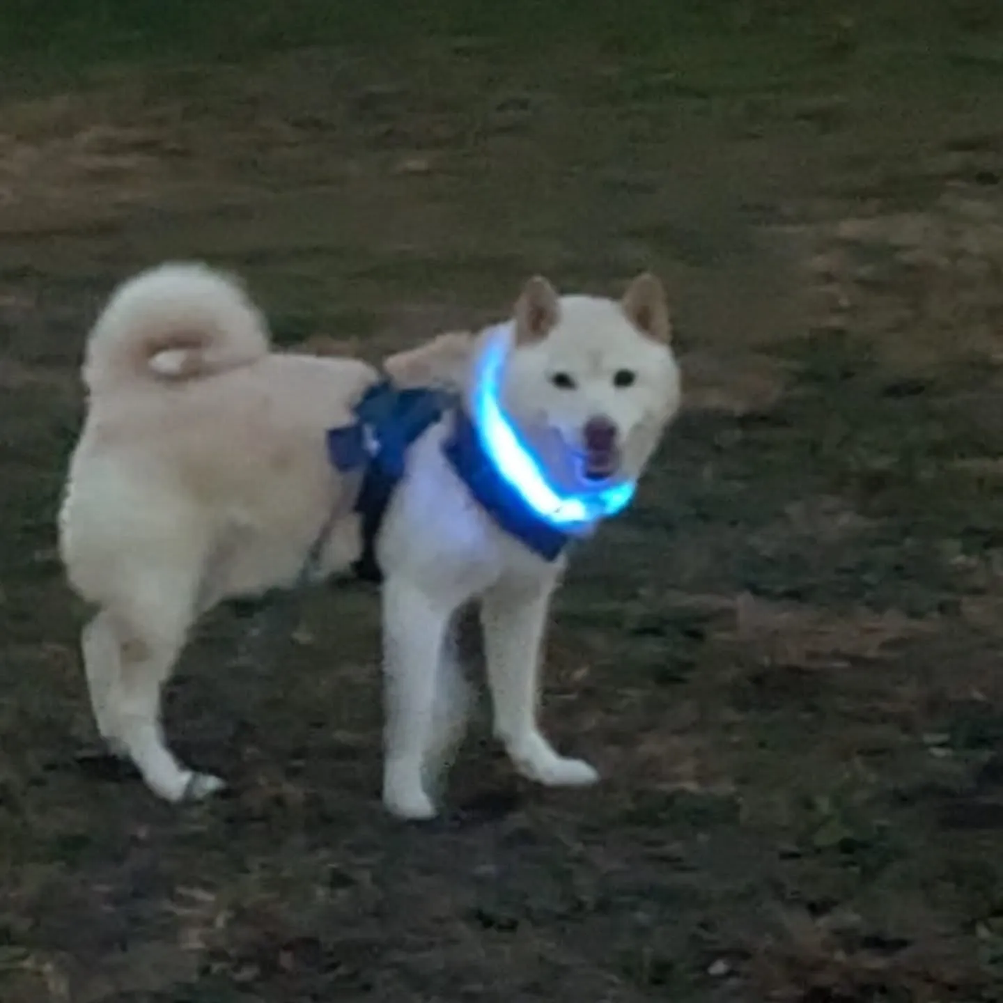 こんばんはー。