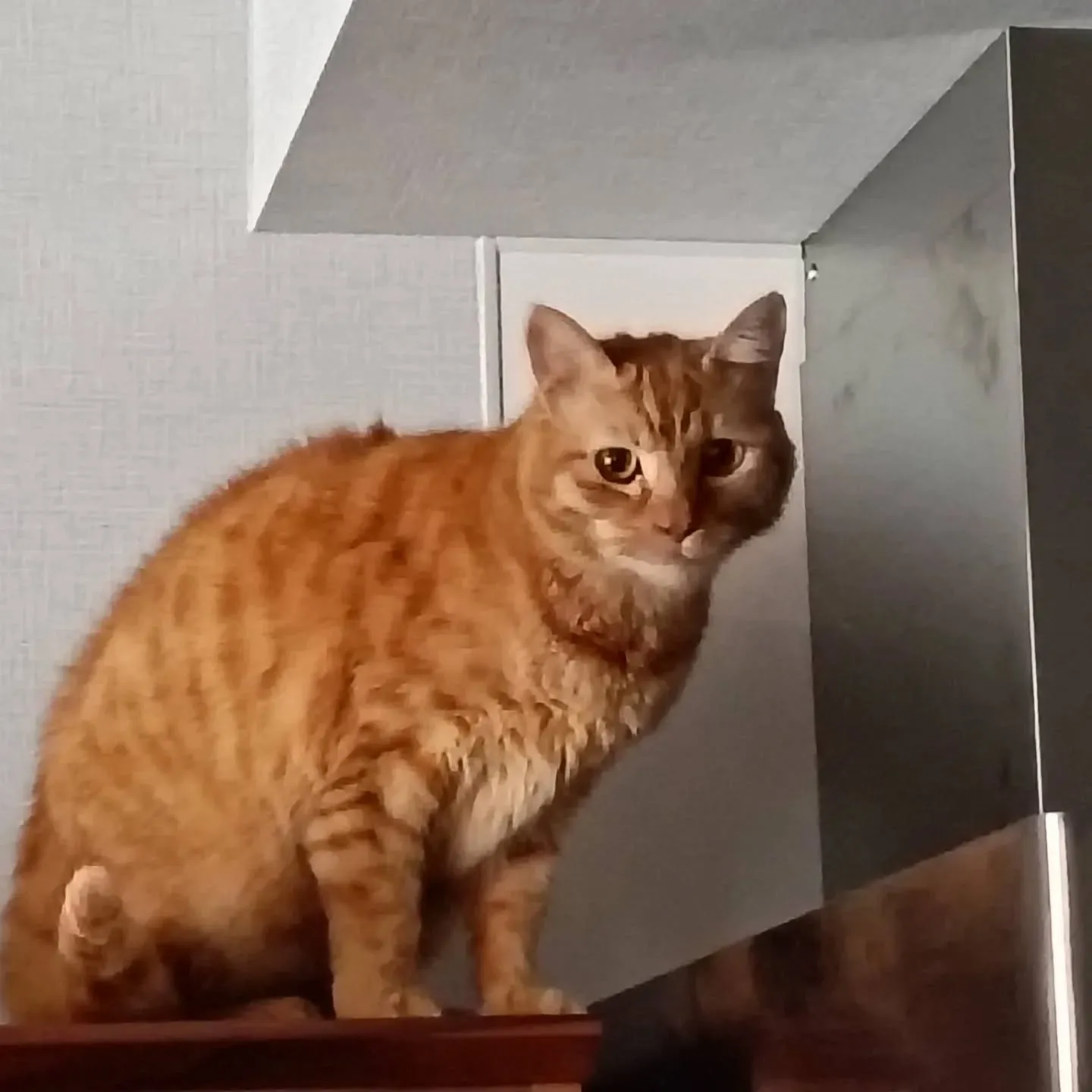 本日のお世話！