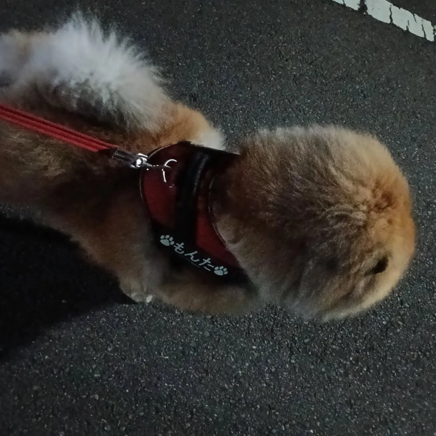 昨夜のお散歩！