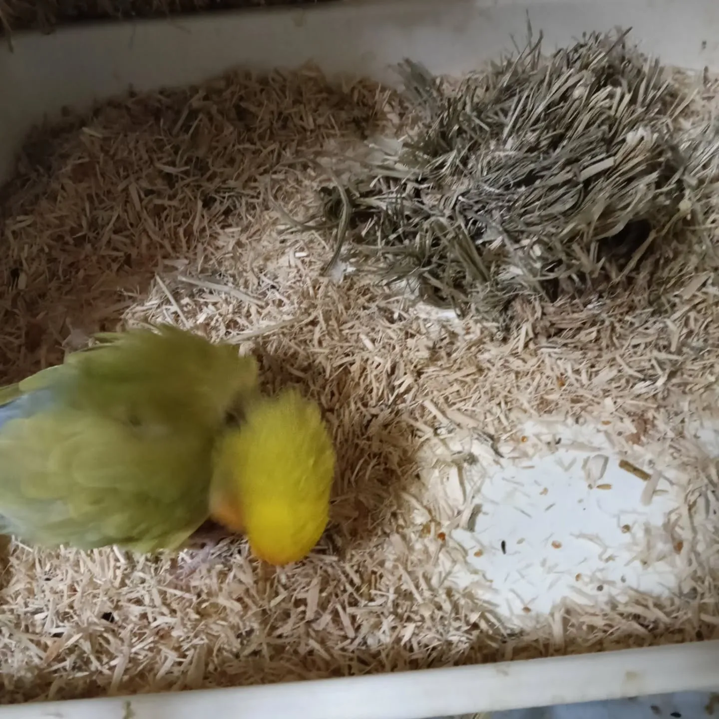 おはようこざいます!