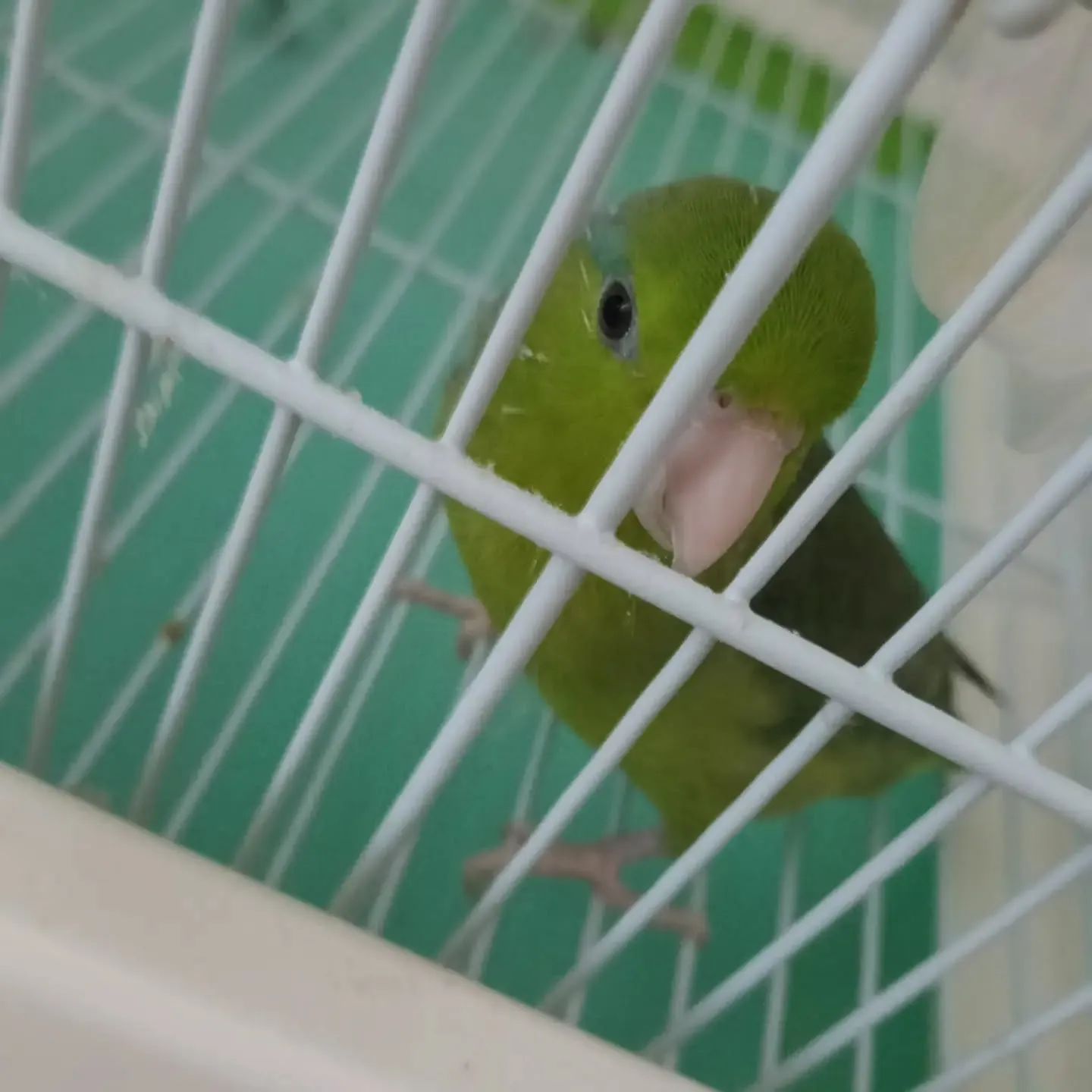 こんにちは！