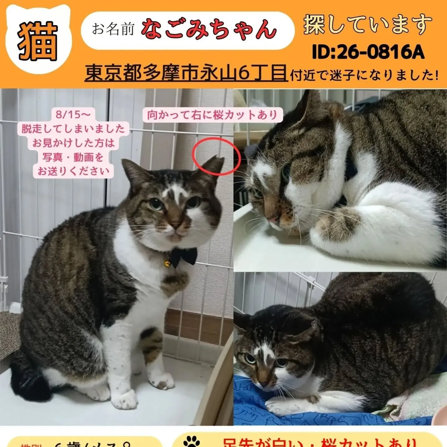 こんばんは。