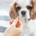 当シッターの特徴