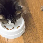 ペットシッターサービス