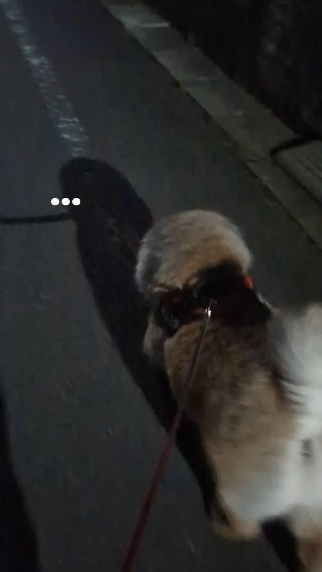 ぼてぼて歩くチャウチャウもんたくん。