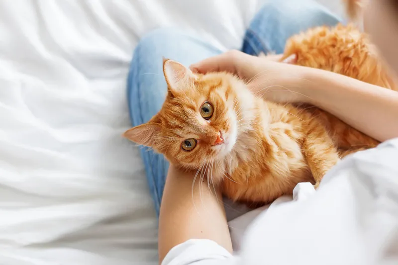 これまでのお預かりした実績をご紹介